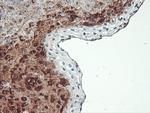 SCHIP1 Antibody in Immunohistochemistry (Paraffin) (IHC (P))