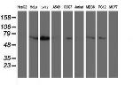 SCHIP1 Antibody in Western Blot (WB)