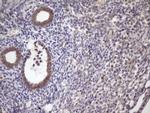 SCMH1 Antibody in Immunohistochemistry (Paraffin) (IHC (P))