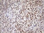 SCMH1 Antibody in Immunohistochemistry (Paraffin) (IHC (P))