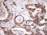 SCMH1 Antibody in Immunohistochemistry (Paraffin) (IHC (P))