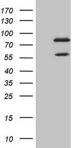 SCMH1 Antibody in Western Blot (WB)