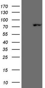 SCML2 Antibody in Western Blot (WB)