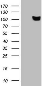 SCML2 Antibody in Western Blot (WB)