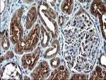 SCP2 Antibody in Immunohistochemistry (Paraffin) (IHC (P))