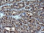 SCP2 Antibody in Immunohistochemistry (Paraffin) (IHC (P))