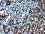 SCP2 Antibody in Immunohistochemistry (Paraffin) (IHC (P))