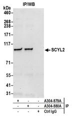 SCYL2 Antibody in Western Blot (WB)