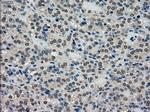 SCYL3 Antibody in Immunohistochemistry (Paraffin) (IHC (P))