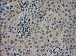 SCYL3 Antibody in Immunohistochemistry (Paraffin) (IHC (P))