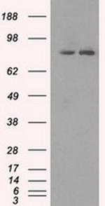 SCYL3 Antibody in Western Blot (WB)