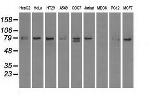 SCYL3 Antibody in Western Blot (WB)