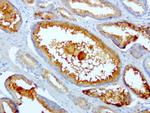 SDCBP Antibody in Immunohistochemistry (Paraffin) (IHC (P))