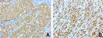 SDCBP Antibody in Immunohistochemistry (Paraffin) (IHC (P))