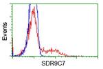 SDR9C7 Antibody in Flow Cytometry (Flow)