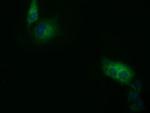 SDR9C7 Antibody in Immunocytochemistry (ICC/IF)