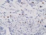 SDR9C7 Antibody in Immunohistochemistry (Paraffin) (IHC (P))