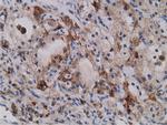 SDR9C7 Antibody in Immunohistochemistry (Paraffin) (IHC (P))