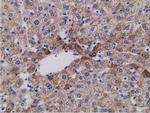 SDR9C7 Antibody in Immunohistochemistry (Paraffin) (IHC (P))