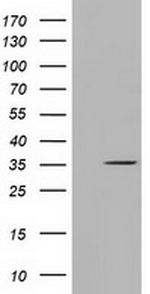 SDR9C7 Antibody in Western Blot (WB)