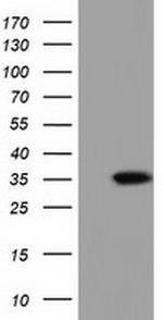 SDR9C7 Antibody in Western Blot (WB)