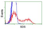 SDS Antibody in Flow Cytometry (Flow)