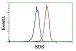 SDS Antibody in Flow Cytometry (Flow)