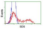 SDS Antibody in Flow Cytometry (Flow)