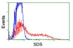 SDS Antibody in Flow Cytometry (Flow)