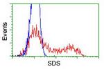 SDS Antibody in Flow Cytometry (Flow)