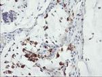 SDS Antibody in Immunohistochemistry (Paraffin) (IHC (P))