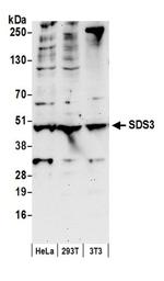 SDS3 Antibody in Western Blot (WB)