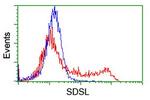 SDSL Antibody in Flow Cytometry (Flow)