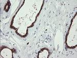 SDSL Antibody in Immunohistochemistry (Paraffin) (IHC (P))