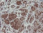 SDSL Antibody in Immunohistochemistry (Paraffin) (IHC (P))