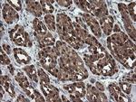 SDSL Antibody in Immunohistochemistry (Paraffin) (IHC (P))