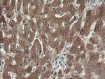 SDSL Antibody in Immunohistochemistry (Paraffin) (IHC (P))