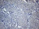 SEC14L1 Antibody in Immunohistochemistry (Paraffin) (IHC (P))