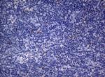 SEC14L1 Antibody in Immunohistochemistry (Paraffin) (IHC (P))