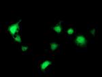 SEC14L2 Antibody in Immunocytochemistry (ICC/IF)