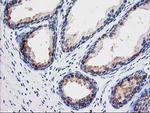 SEC14L2 Antibody in Immunohistochemistry (Paraffin) (IHC (P))