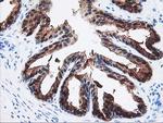 SEC14L2 Antibody in Immunohistochemistry (Paraffin) (IHC (P))