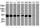 SEC14L2 Antibody in Western Blot (WB)