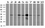 SEC14L2 Antibody in Western Blot (WB)