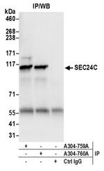 SEC24C Antibody in Western Blot (WB)