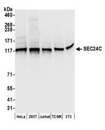 SEC24C Antibody in Western Blot (WB)