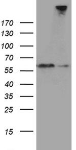 SEMA3G Antibody in Western Blot (WB)