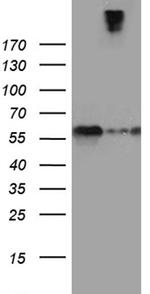 SEMA3G Antibody in Western Blot (WB)