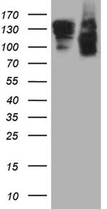 SEMA4D Antibody in Western Blot (WB)