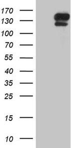 SEMA4D Antibody in Western Blot (WB)